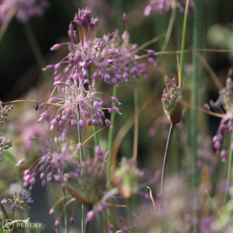 Allium carinatum ssp.pulchellum - K9