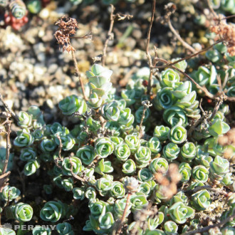 Sedum ewersii - K9