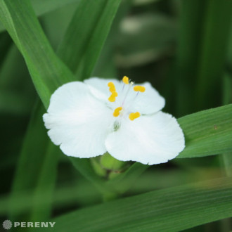 Tradescantia x andersoniana ‘Blanca‘ - K9