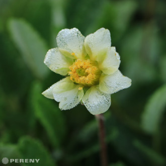 Dryas x suendermannii - K9