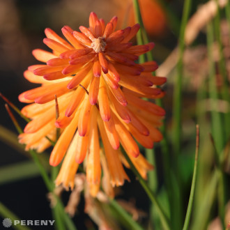 Kniphofia ‘Poco Orange‘ - K11