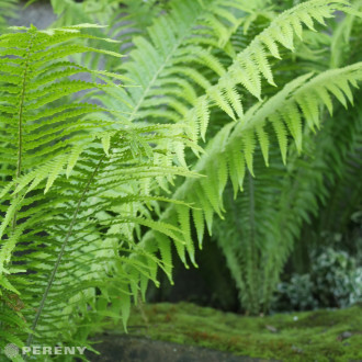 Matteucia struphiopteris - K11