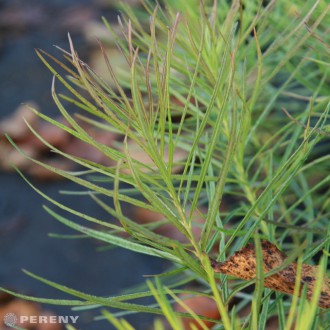 Amsonia hubrichtii - K9