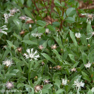 Centaurea montana ‘Alba‘ -K9