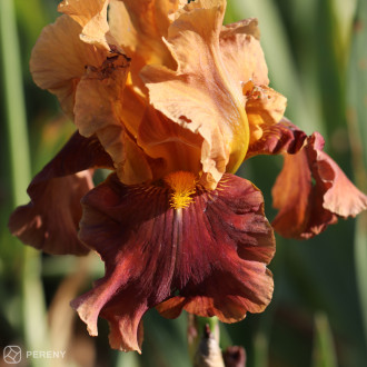 Iris barbata - elatior ‘Penny Lover‘ - K11