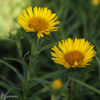 Inula ensifolia - K9
