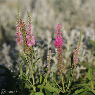 Veronica spicata ‘Rosa Zwerg‘ - K9