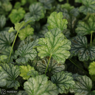 Heuchera ‘Paris‘ - K11