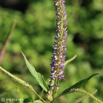Veronicastrum virginicum ‘Adoration‘ - K11