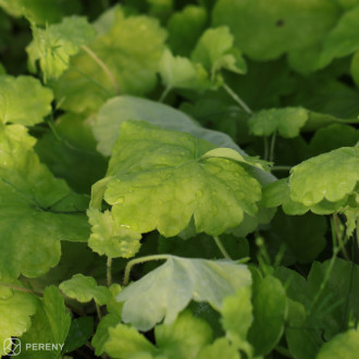 Heuchera ‘Northern Exposure Lime‘(x richardsonii) - K11