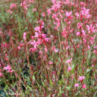 Gaura lindheimeri ‘Gambit® Rose‘(Oenothera) - K2l