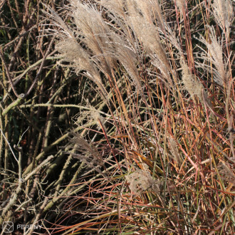 Miscanthus sinensis ‘Ferne Osten‘ - K11