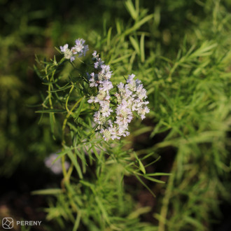 Pycnanthemum tenuifolium - K9