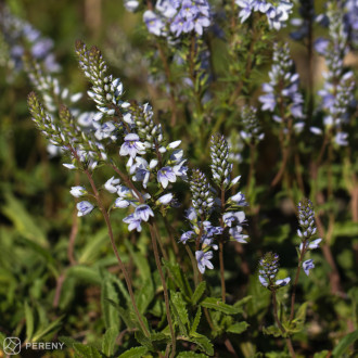 Veronica prostrata ‘Nestor‘- K9