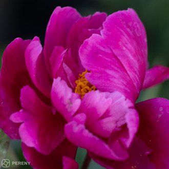 Paeonia lactiflora (D)‘Red Sarah Bernard‘ - K2l
