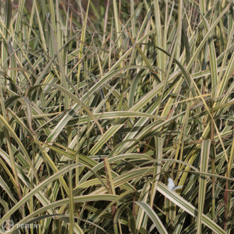 Miscanthus sinensis ‘Rigoletto‘- K11