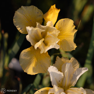 Iris sibirica ‘Summer Revels‘- K9