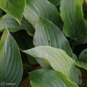 Hosta plantaginea ‘Grandiflora‘ - K11