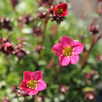 Saxifraga x arendsii ‘Harder Zwerg‘ - K9