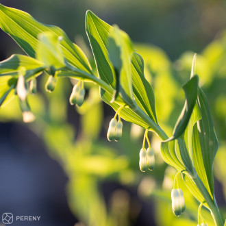 Polygonatum commutatum (syn. P. biflorum) - K9