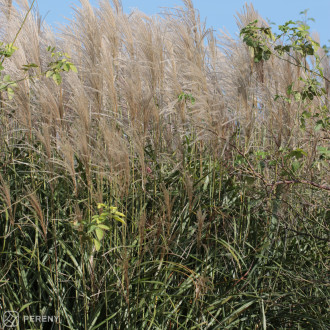 Miscanthus sinensis ‘Positano‘ - K11