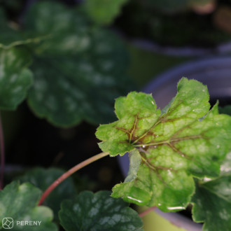 Heuchera americana ‘Marvelous Marble Silver‘- C13