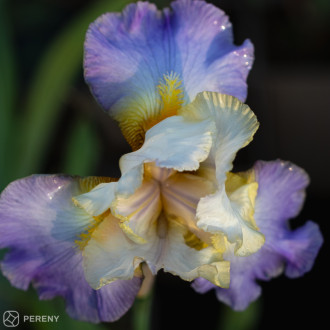 Iris barbata - elatior ‘Marianne Smile‘ - K11