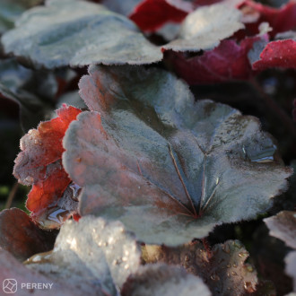 Heuchera ‘Northern Exposure Black‘(x richardsonii) - K2l