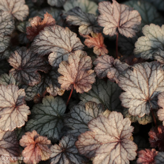 Heuchera ‘Milan‘ - K11