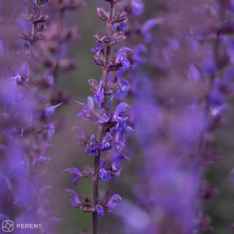 Salvia nemorosa (superba) ‘Violettkönigin‘ - K9