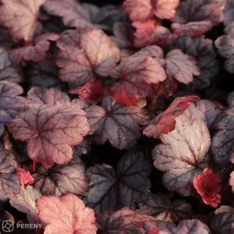 Heuchera ‘Grape Soda‘ - K11