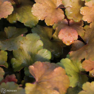 Heuchera ‘Rockies Amber‘ - K11