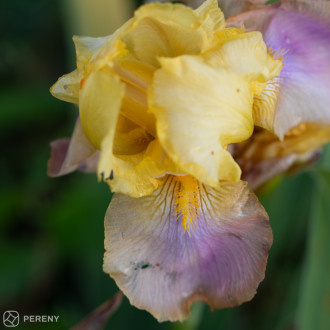 Iris barbata - elatior ‘Sunset Sky‘ - K11