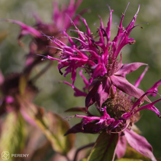 Monarda ‘On Parade‘ - K9