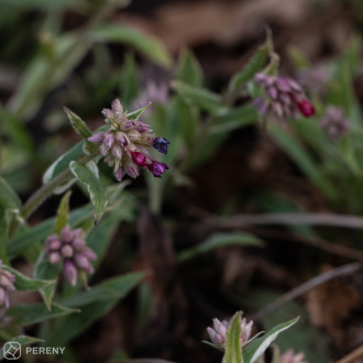 Pulmonaria ‘Raspberry Frost‘ - K9