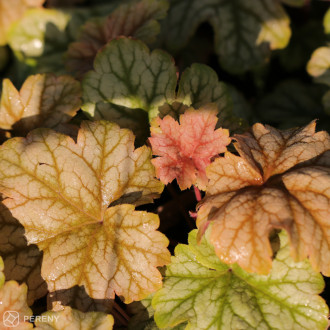 Heuchera ‘Topaz Jazz‘ - K11
