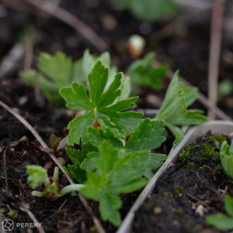 Geranium maculatum ‘Album‘ - K9