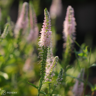 Veronica longifolia ‘First Choice‘ - K11