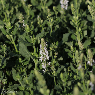 Salvia nemorosa (superba) ‘Salute White‘® - K11