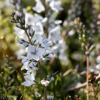 Veronica prostrata ‘Alba‘- K9