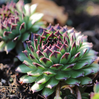 Sempervivum ‘Reinhard‘- K9