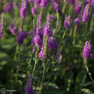 Veronica longifolia ‘First Match‘ - K11