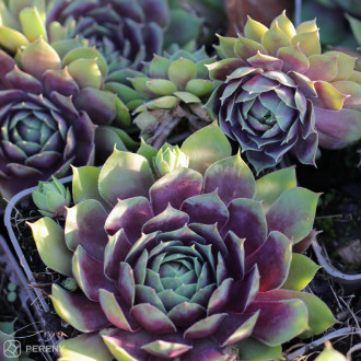 Sempervivum ‘BigSam™ Pink Pomelo‘- K9