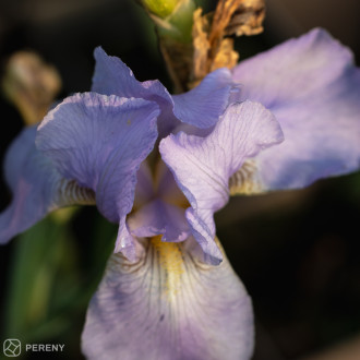 Iris barbata - elatior ‘Florentina‘ - K11