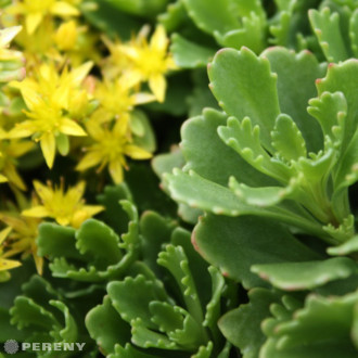 Sedum kamtschaticum - K9