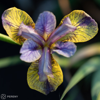 Iris sibirica ‘Tipped in Blue‘- K11