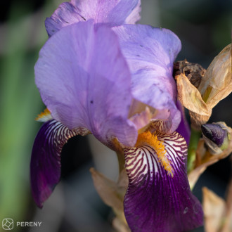 Iris barbata - elatior ‘Lent A. Williamson‘ - K11