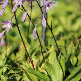Hosta ‘First Blush‘® - K11