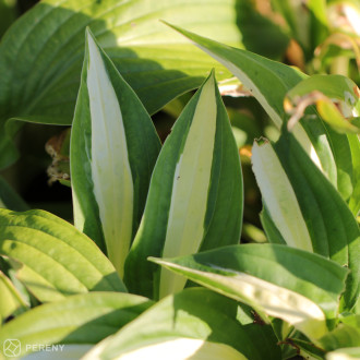 Hosta ‘Risky Business‘ - K11