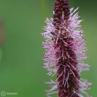 Sanguisorba menziesii ‘Wake Up‘ - K11